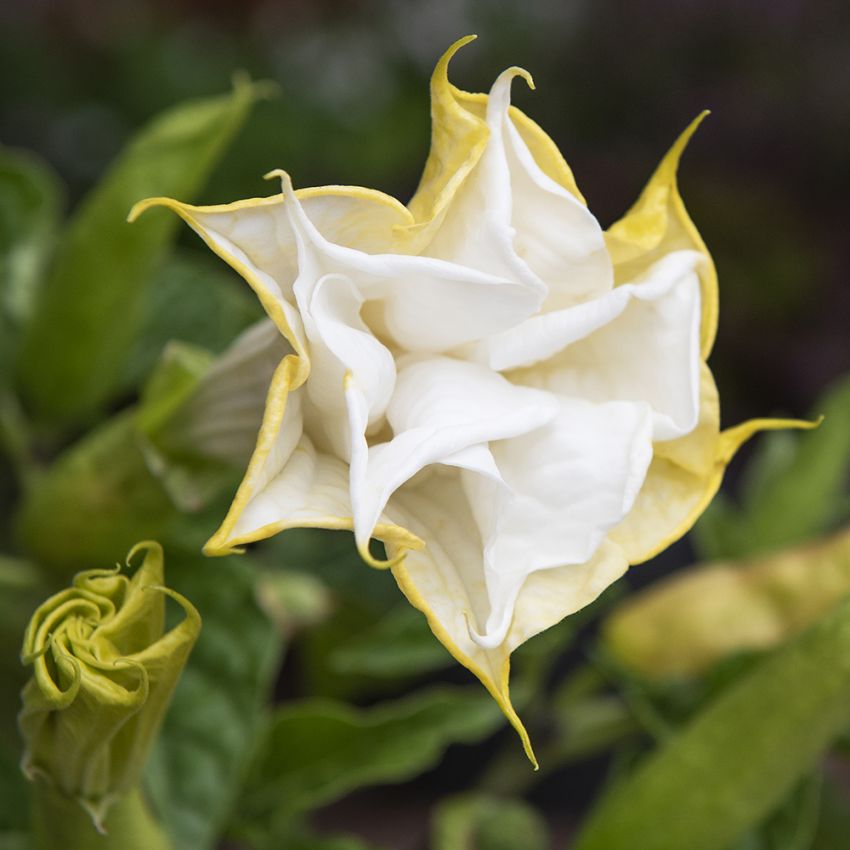 Indisk piggeple 'Double White' i gruppen Frø / Ettårige blomster hos Impecta Fröhandel (11128)