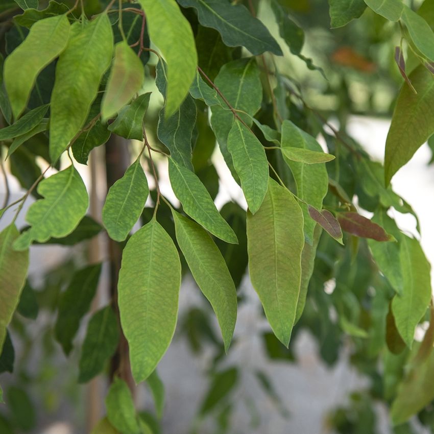 Regnbue-eucalyptus i gruppen Frø / Flerårige potteplanter hos Impecta Fröhandel (11140)