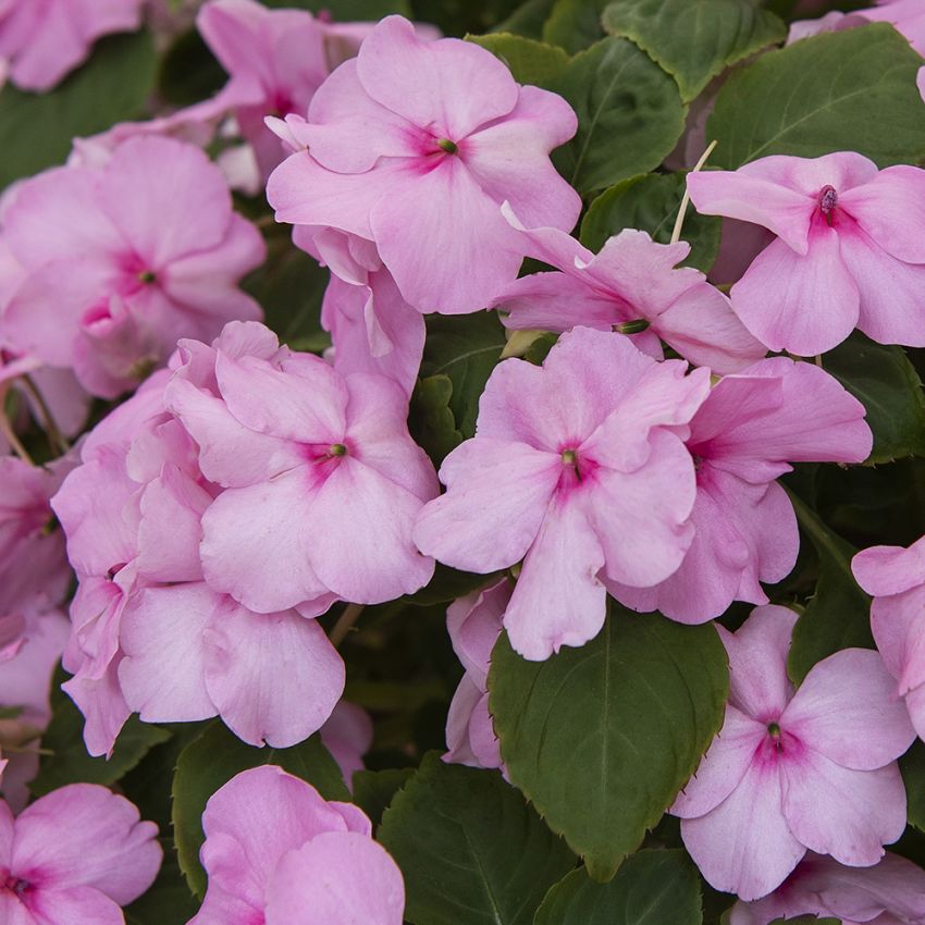 Flittiglise F1 ''Lollipop Pink Lemonade''