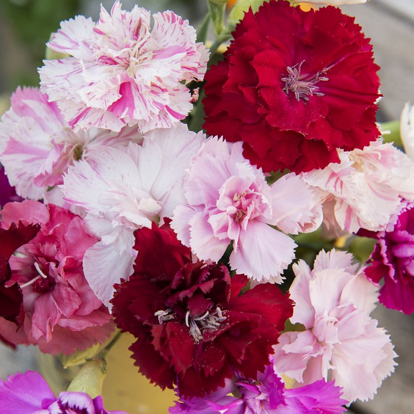 Hagenellik 'Enfant de Nice' i gruppen Frø / Ettårige blomster hos Impecta Fröhandel (130)