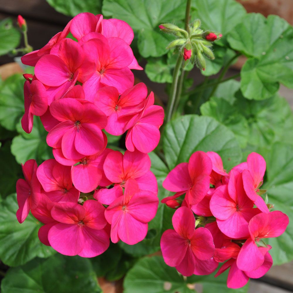 Pelargonia F1 'Apache Violet' i gruppen Frø / Ettårige blomster hos Impecta Fröhandel (13501)