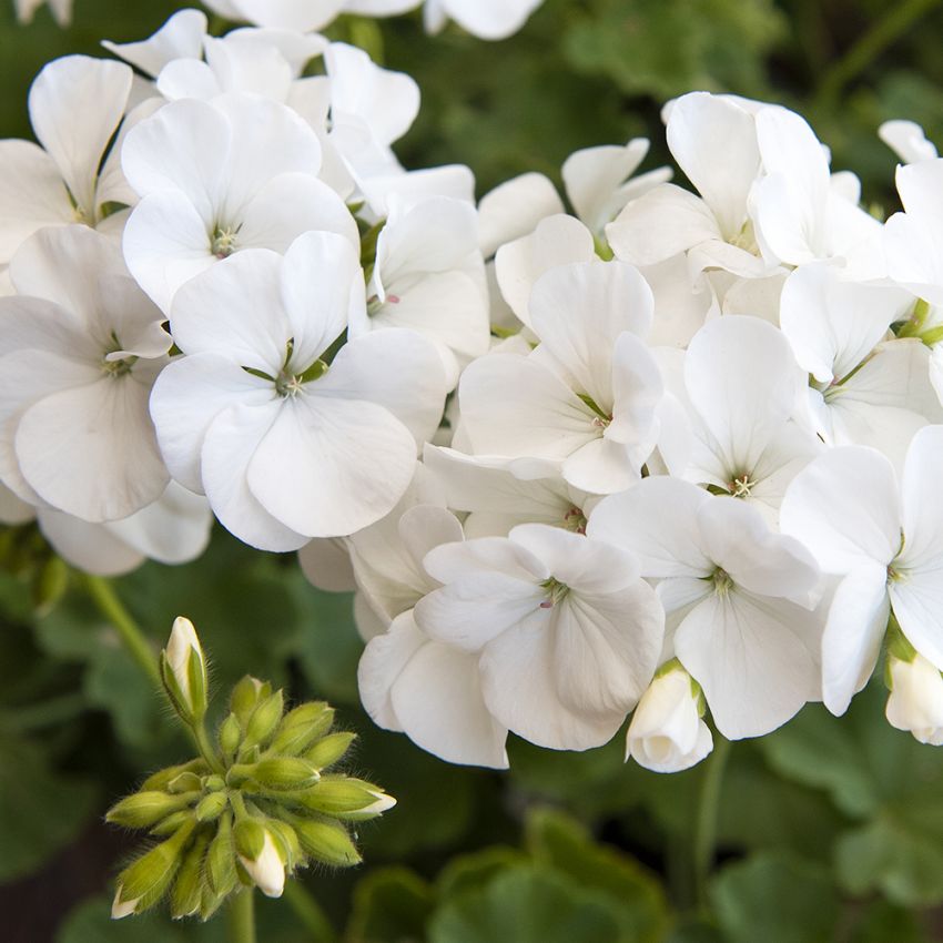 Pelargonia F1 'Apache White' i gruppen Frø / Ettårige blomster hos Impecta Fröhandel (13503)