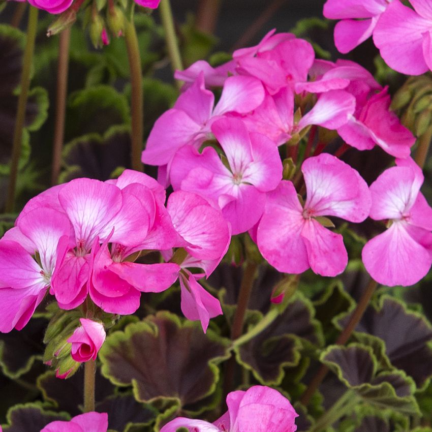 Pelargonia F1 ''Night Rose''