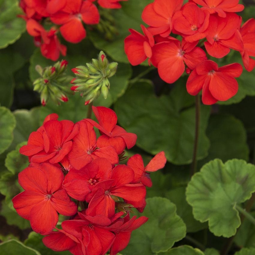 Pelargonia F1 ''Gizela''