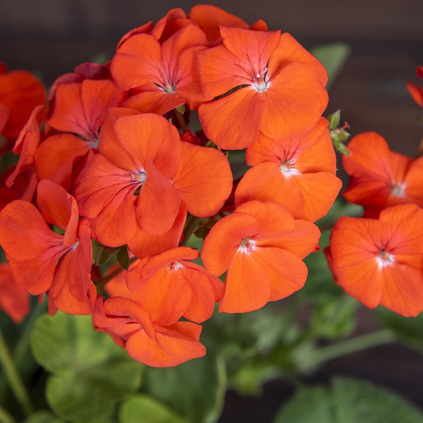 Pelargonia F1 ''Lucie''
