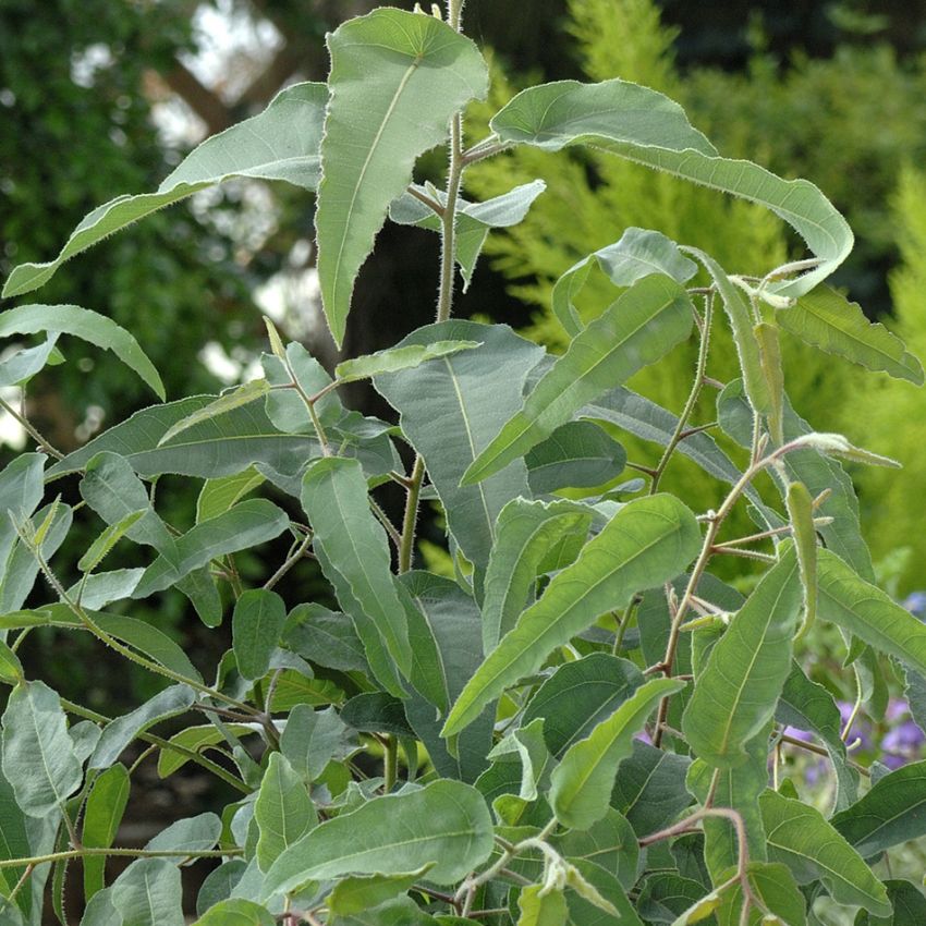 Sitroneukalyptus i gruppen Frø / Flerårige potteplanter hos Impecta Fröhandel (141)