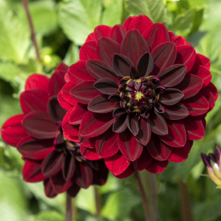 Dekorative georginer ''Arabian Night'' 1 stk.