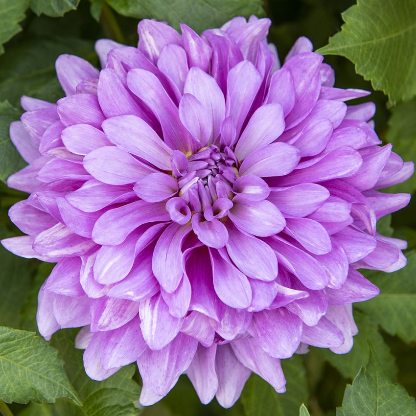 Dekorative georginer ''Bluetiful'' 1 stk.