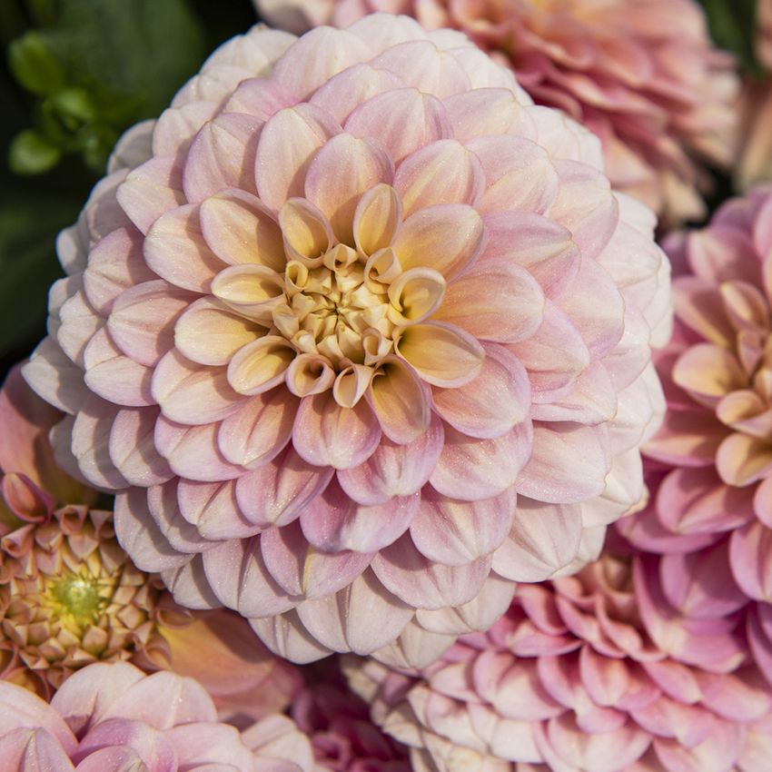 Dekorative georginer ''Milena Fleur'' 1 stk.