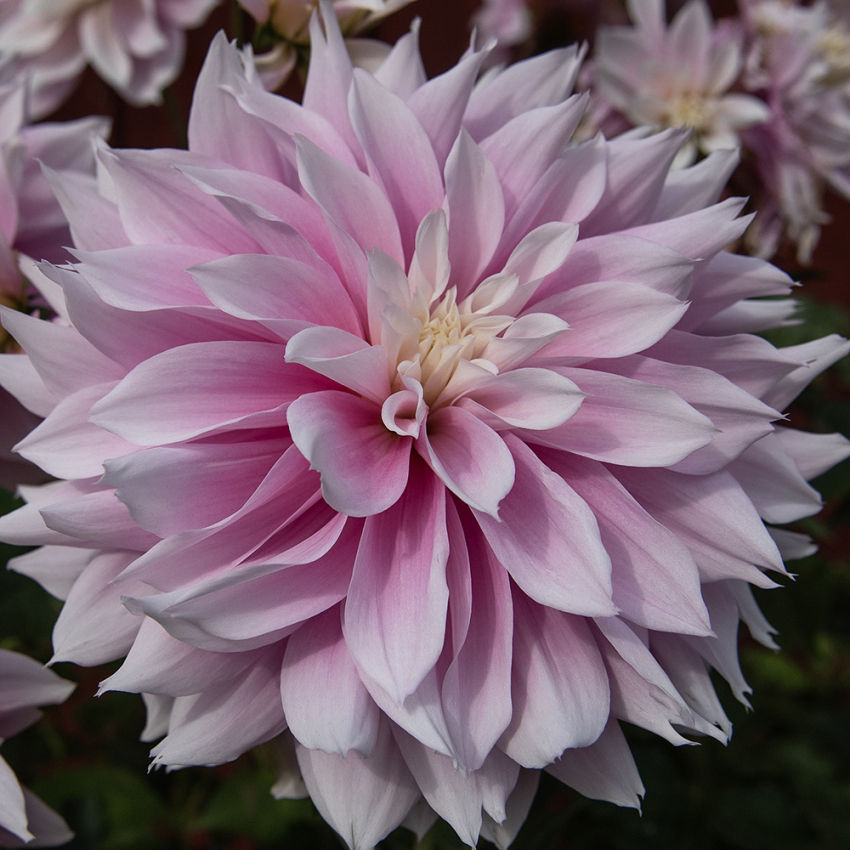 Dekorativ georgine 'Evanah'