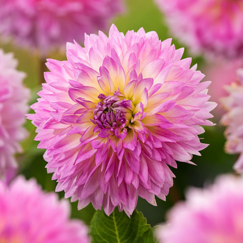 Fimbriata-georginer ''Sakura Fubuki'' 1 stk.