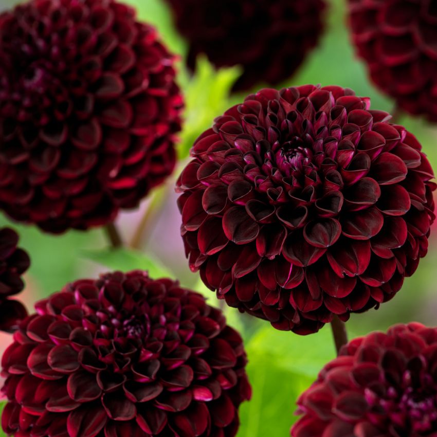 Pompongeorgine 'Dark Spirit', tette, mørkt fløyelsrøde, nesten svarte, trill runde blomster på ca. 6–8 cm.