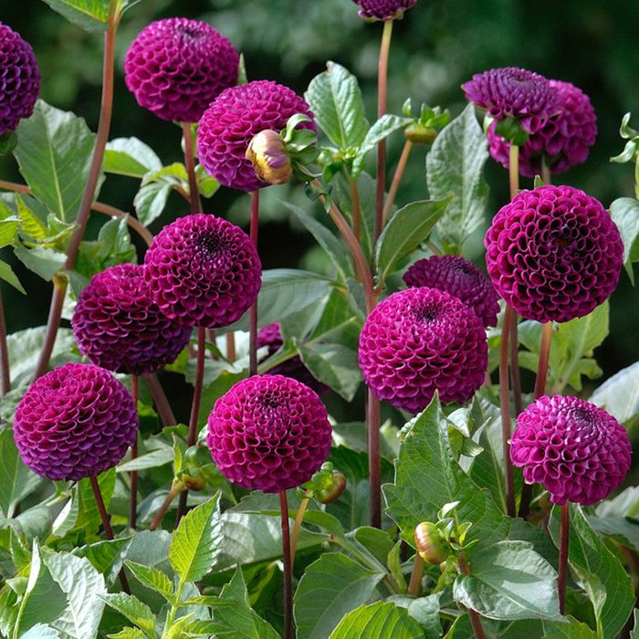 Pompongeorgine 'Rocco', blomster på ca. 6–8 cm i plommelilla til mørkt purpur. snitt.