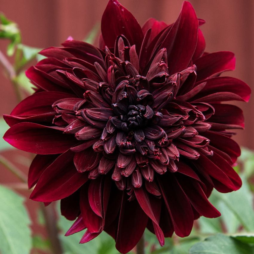 Anemoneblomstrende georginer ''Soulman'' 1 stk.