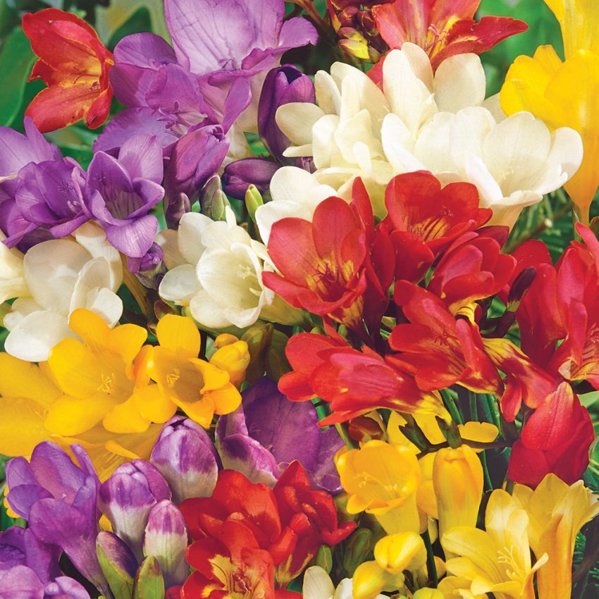Freesia 'Royal Champion' i gruppen Frø / Flerårige potteplanter hos Impecta Fröhandel (153)