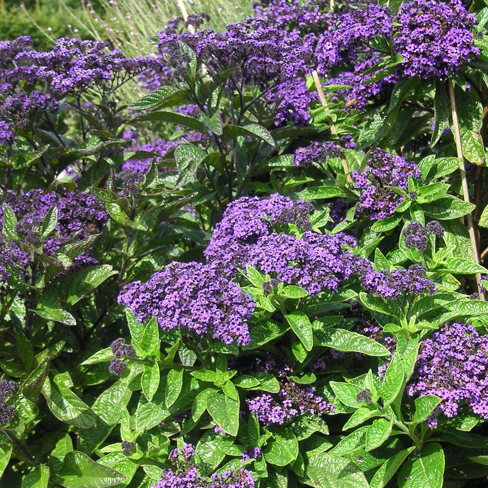 Duftheliotrop 'Marine' i gruppen Frø / Ettårige blomster hos Impecta Fröhandel (185)