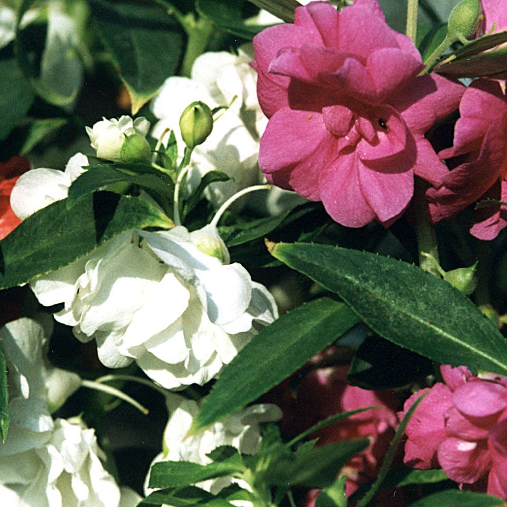 Lisespringfrø 'Topknot' i gruppen Frø / Ettårige blomster hos Impecta Fröhandel (196)