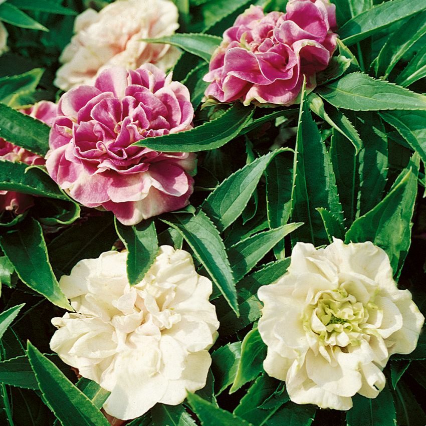 Lisespringfrø 'Tom Thumb' i gruppen Frø / Ettårige blomster hos Impecta Fröhandel (199)