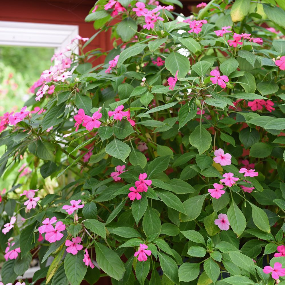 Flittig Lise 'Sultani' i gruppen Frø / Ettårige blomster hos Impecta Fröhandel (200)