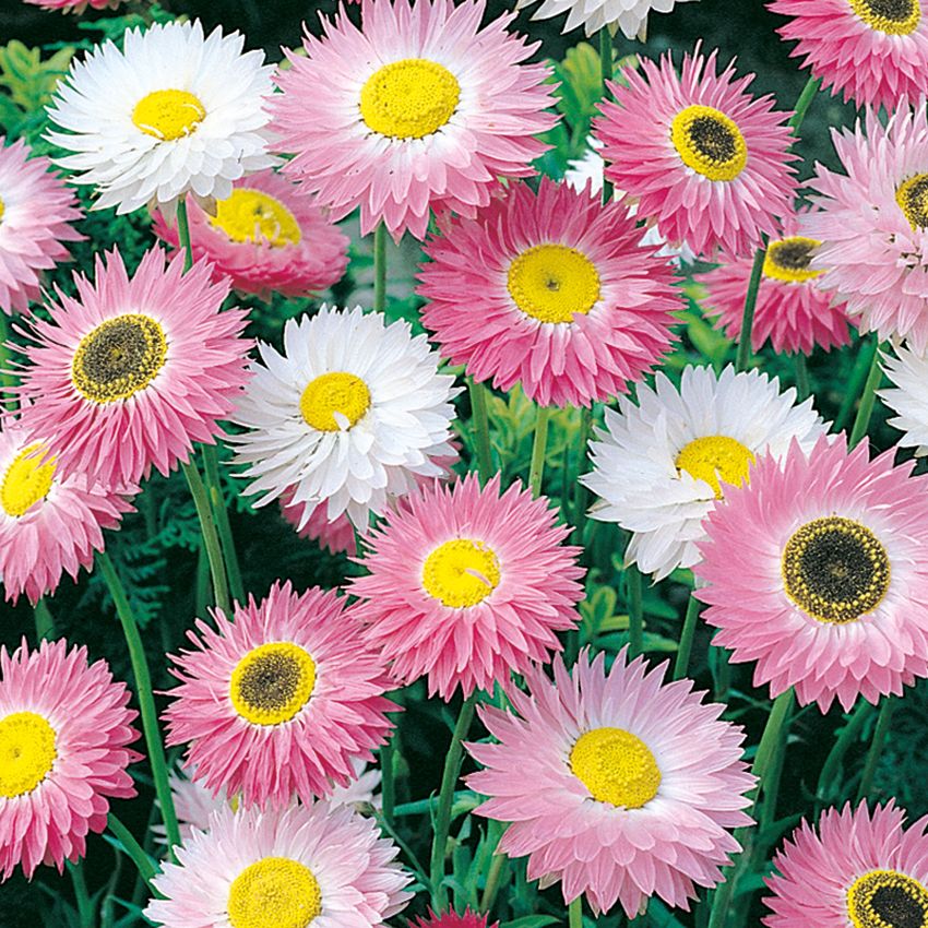 Rosesolvinge i gruppen Frø / Ettårige blomster hos Impecta Fröhandel (2015)