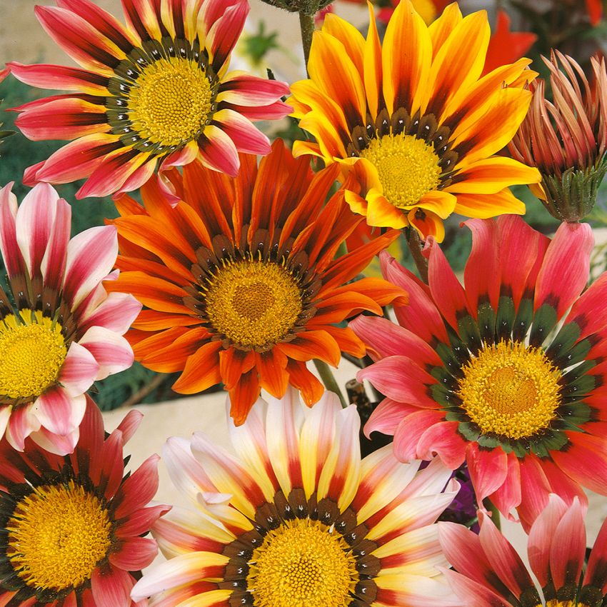 Påfuglblomst 'Sunshine' i gruppen Frø / Ettårige blomster hos Impecta Fröhandel (20162)