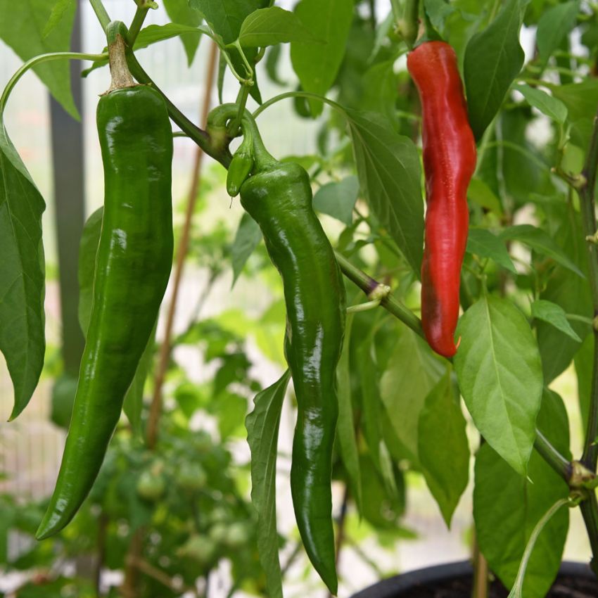 Chilipepper 'Anaheim Chili' i gruppen Frø / Grønnsaker hos Impecta Fröhandel (20224)