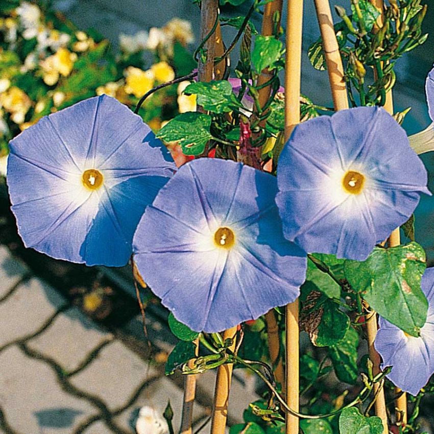 Praktvindel 'Heavenly Blue' i gruppen Frø / Ettårige blomster hos Impecta Fröhandel (20233)
