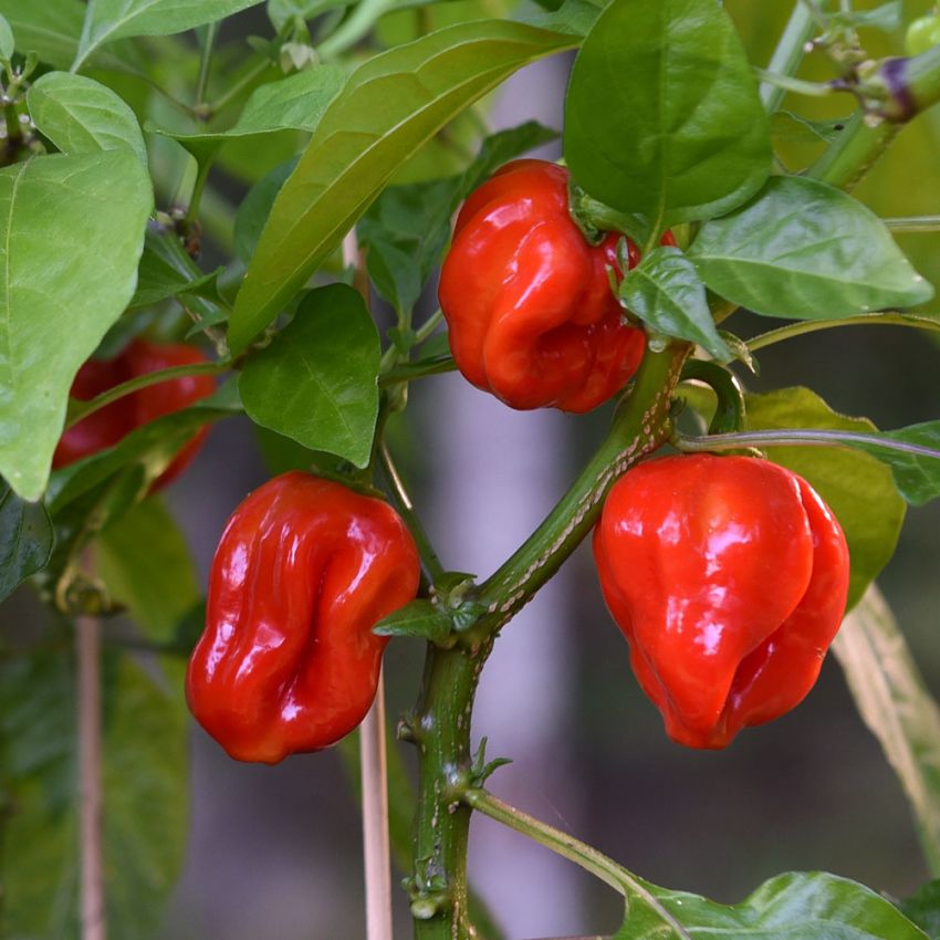 Habanero 'Scotch Bonnet' i gruppen Frø / Grønnsaker hos Impecta Fröhandel (20242)