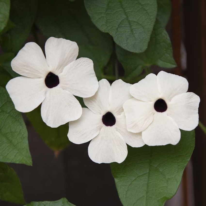 Susanne med det sorte øyet 'Alba Oculata' i gruppen Frø / Ettårige blomster hos Impecta Fröhandel (20483)