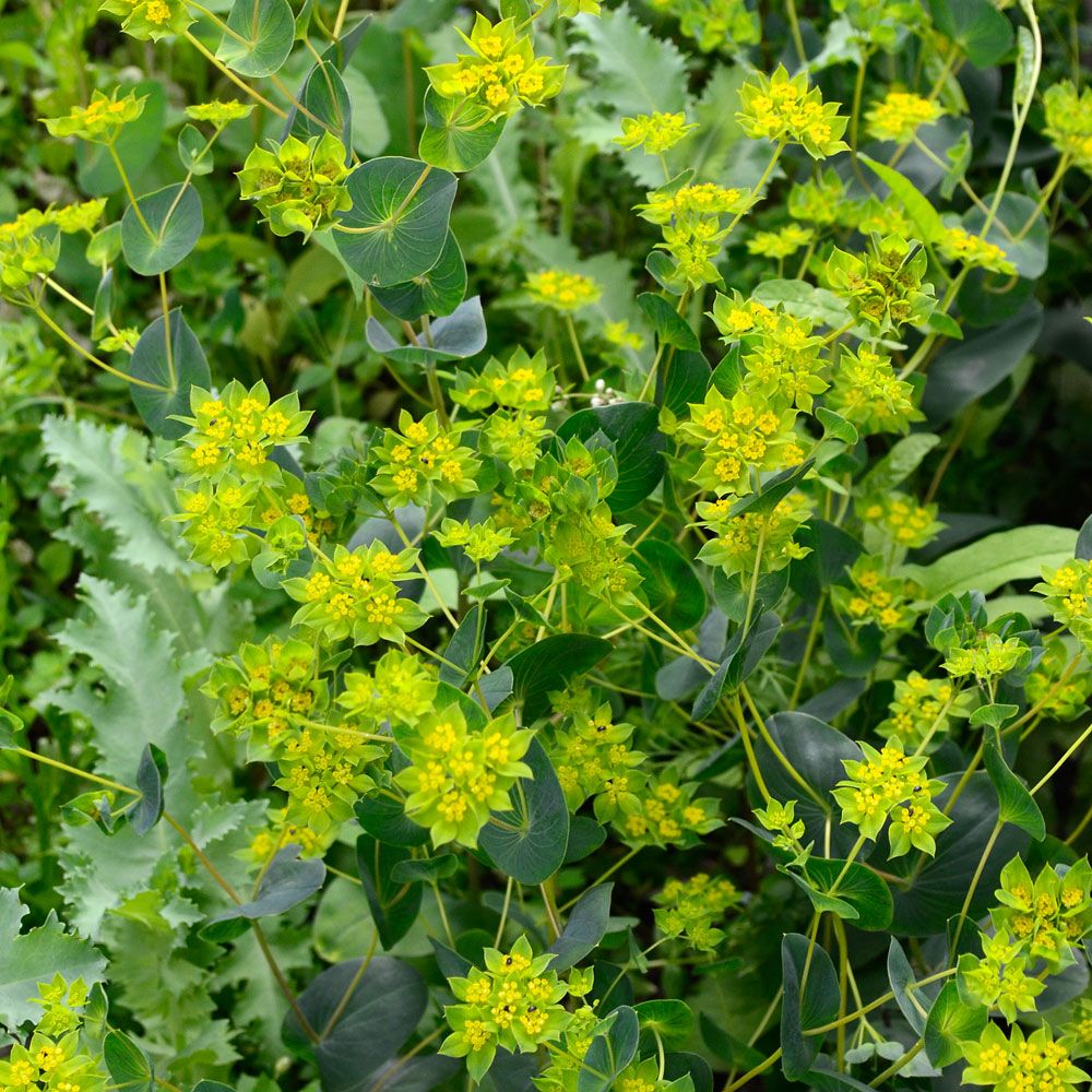 Hareøre 'Griffithii' i gruppen Frø / Ettårige blomster hos Impecta Fröhandel (2070)