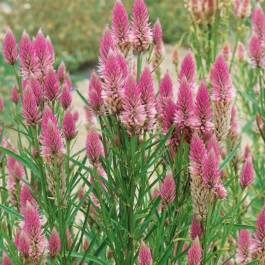 Sølvamarant 'Flamingo Feather' i gruppen Frø / Ettårige blomster hos Impecta Fröhandel (2083)