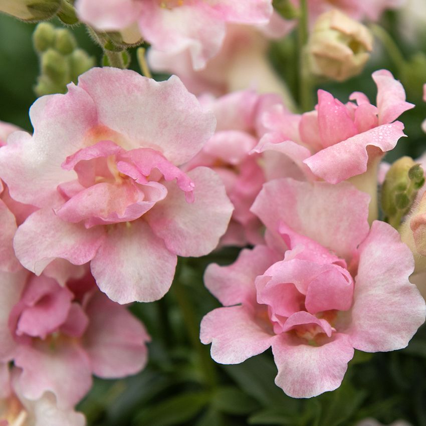 Prydløvemunn F1 'DoubleShot Appleblossom', Doble, åpne blomster i utsøkt rosa og kremhvitt på svært stødige stilker.