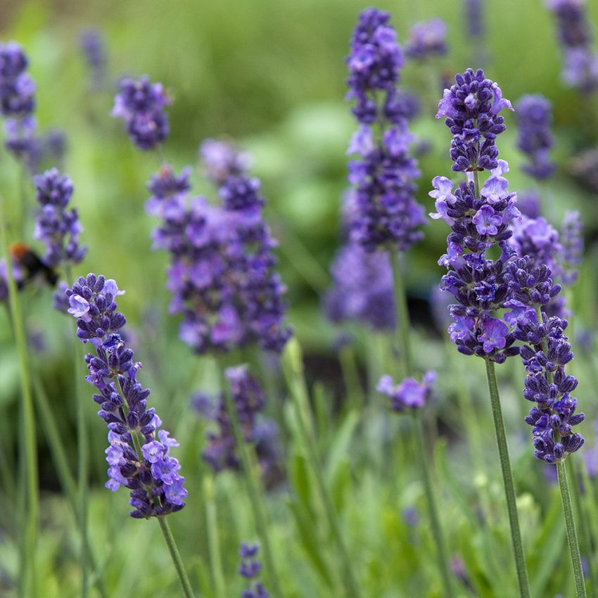 Lavendel 'Lovely Sky', Hurtigvoksende lavendel med klassisk blåfiolette, velduftende blomsteraks.
