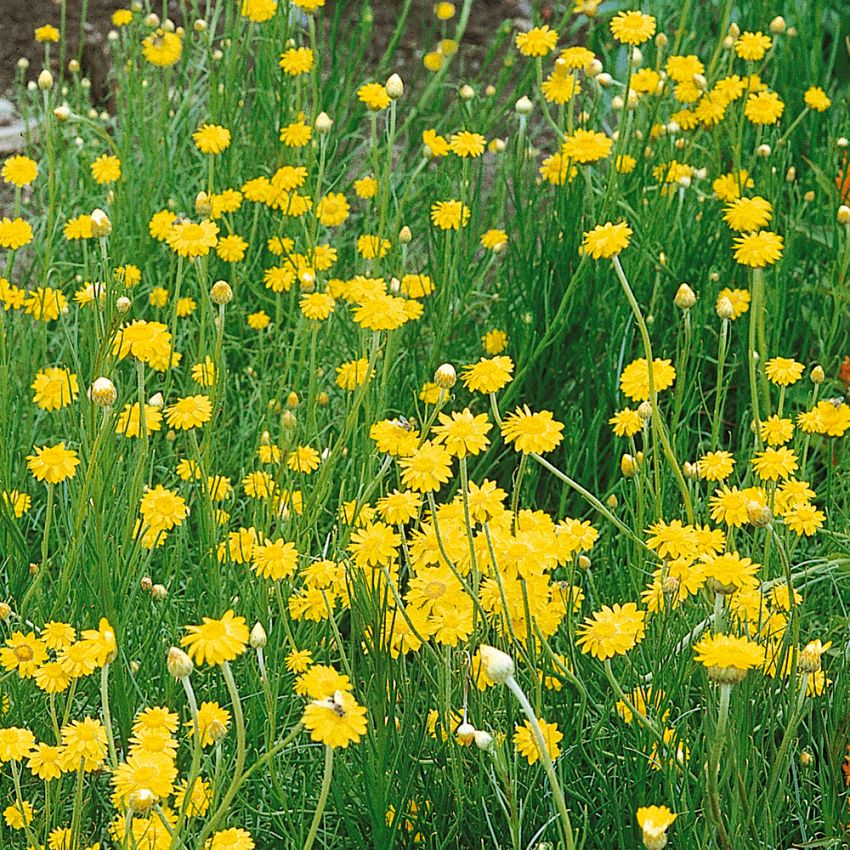 Gul stjerneternell 'Golden Sun' i gruppen Frø / Ettårige blomster hos Impecta Fröhandel (2184)