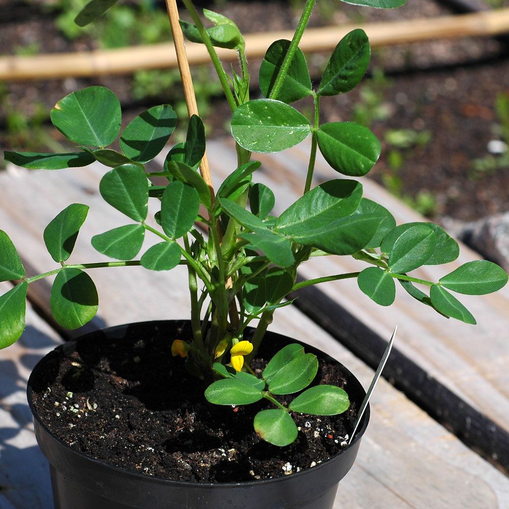 Peanøtt i gruppen Frø / Ettårige blomster hos Impecta Fröhandel (22)