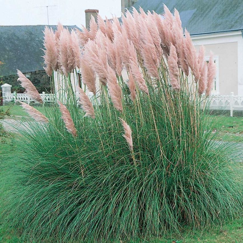 Rødt pampasgress 'Pink Feather' i gruppen Frø / Stauder hos Impecta Fröhandel (22091)