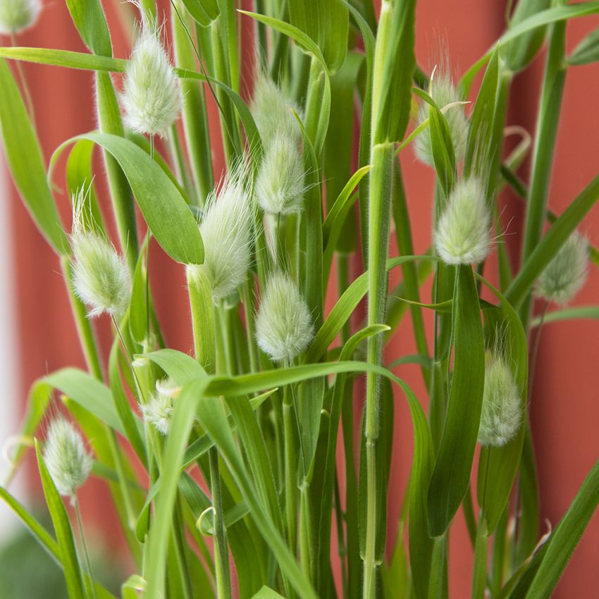 Kaninhale i gruppen Frø / Ettårige blomster hos Impecta Fröhandel (22200)