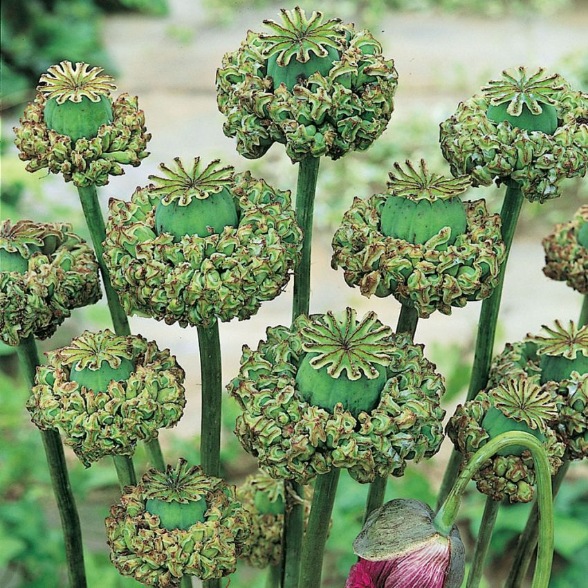 Valmue 'Polycephalum' i gruppen Frø / Ettårige blomster hos Impecta Fröhandel (22294)