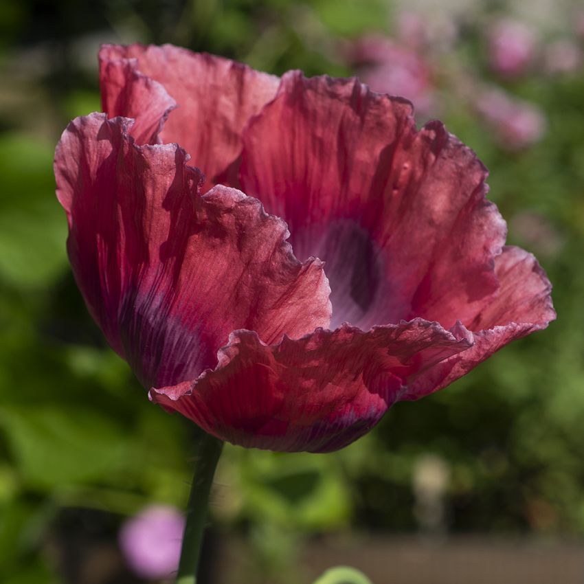 Valmue 'The Giant' i gruppen Frø / Ettårige blomster hos Impecta Fröhandel (22295)