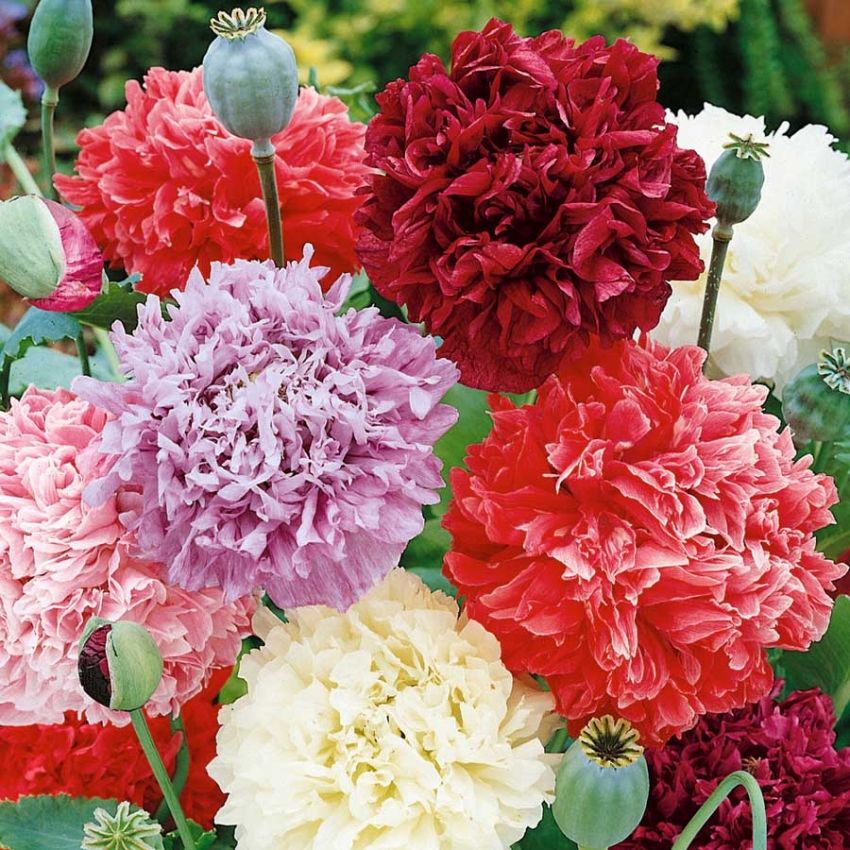 Peonvalmue i gruppen Frø / Ettårige blomster hos Impecta Fröhandel (22400)