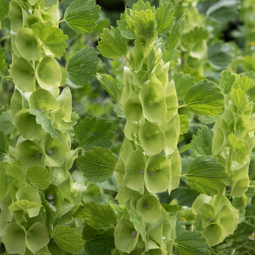 Grønnskjell i gruppen Frø / Ettårige blomster hos Impecta Fröhandel (2260)