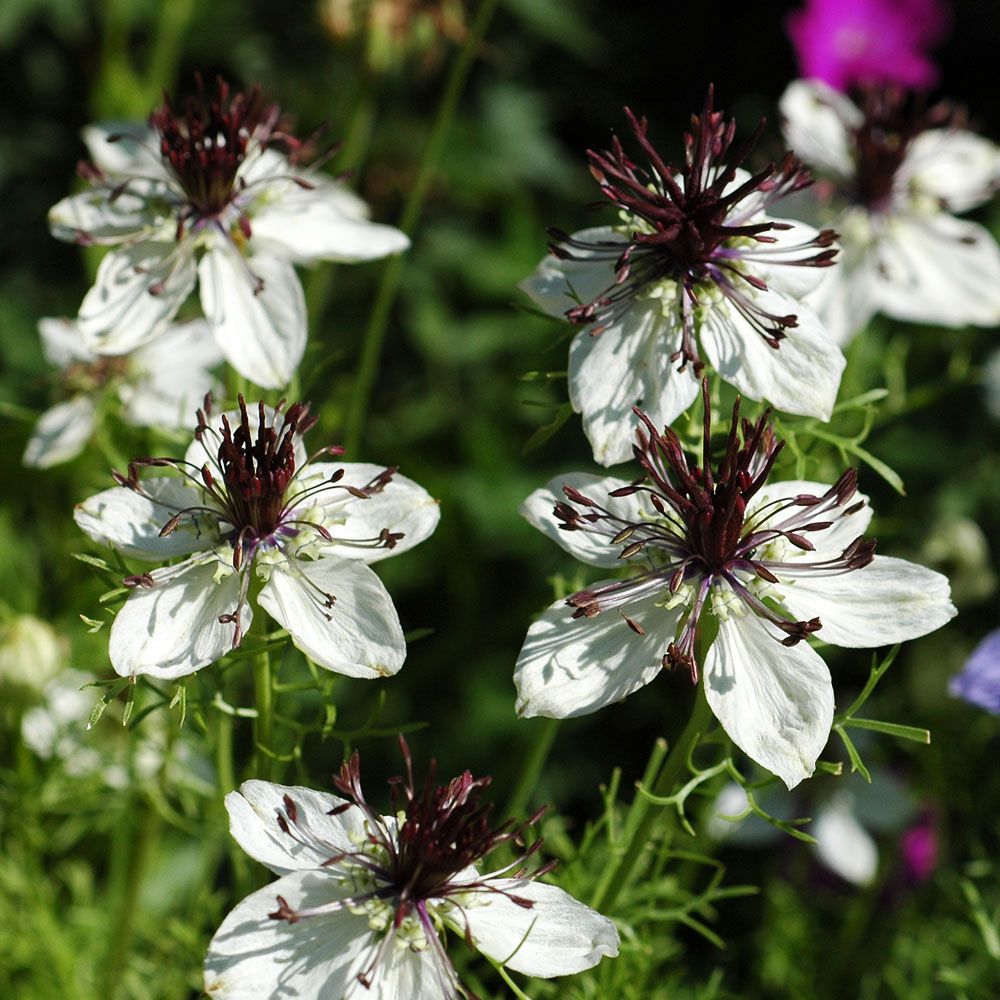 Spansk svartfrø 'Lovey-Dovey' i gruppen Frø / Ettårige blomster hos Impecta Fröhandel (2278)