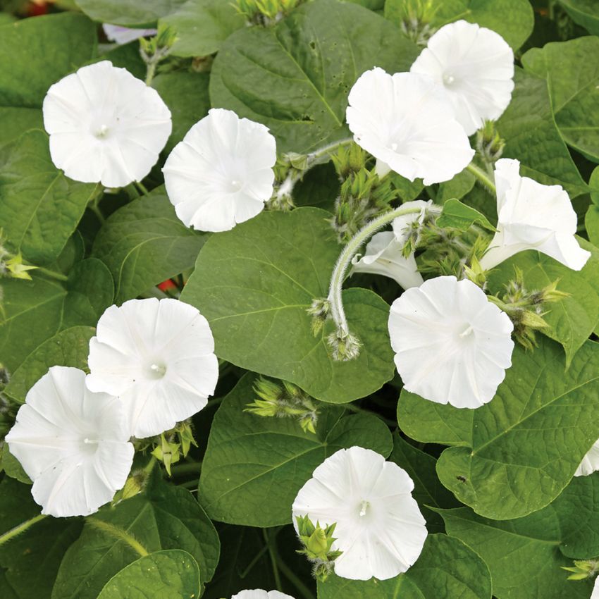 Månevindel i gruppen Frø / Ettårige blomster hos Impecta Fröhandel (230)