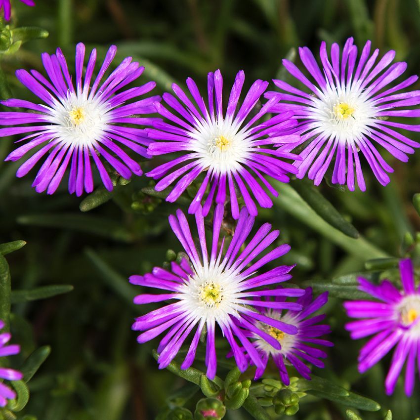 Middagsblomst ''Stardust''