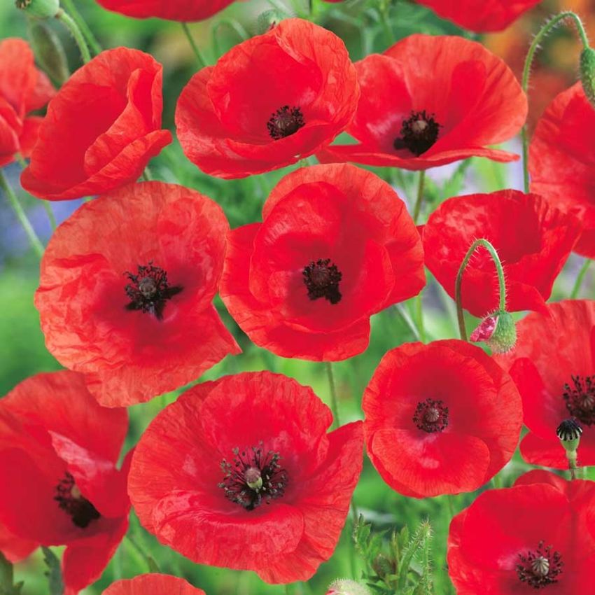 Kornvalmue i gruppen Frø / Nordiske villblomster hos Impecta Fröhandel (23066)