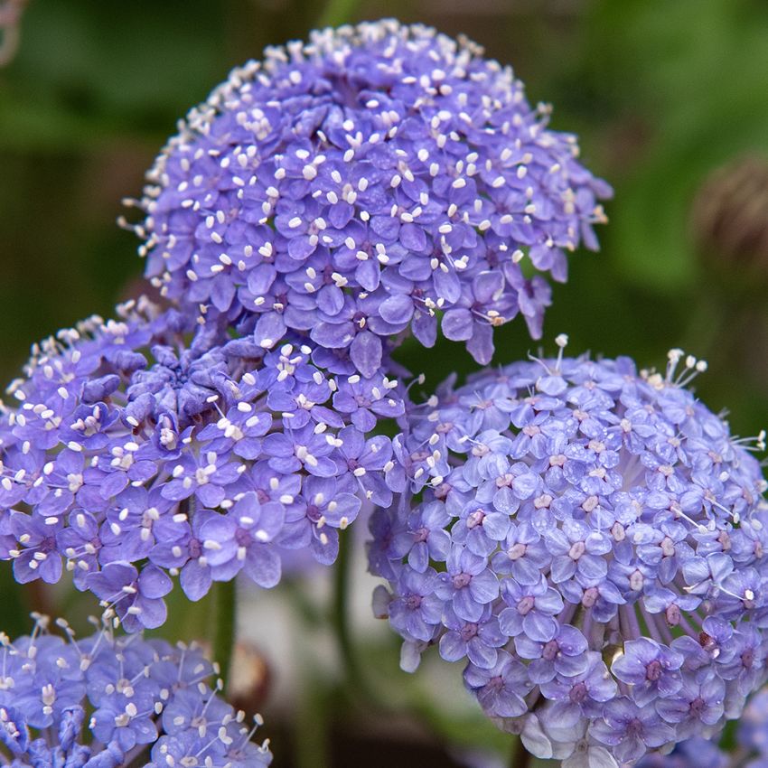 Blåparasoll 'Lace Blue', Buskete og luftig vekst, utmerket til samplanting i blomsterbed og som snittblomst.