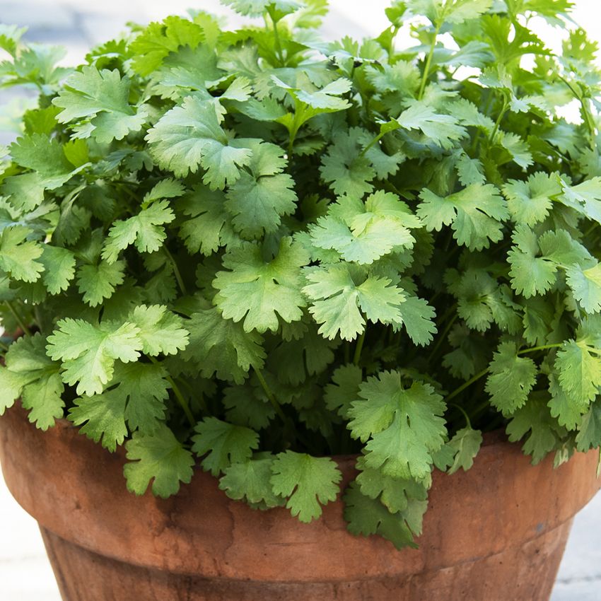 Koriander ''Green Bush''