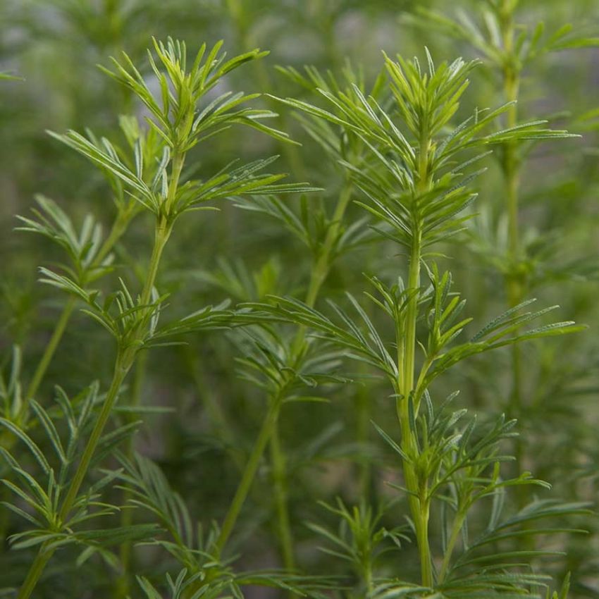 Lakrisfløyelsblomst 'Dropshot' i gruppen Frø / Urter hos Impecta Fröhandel (23523)