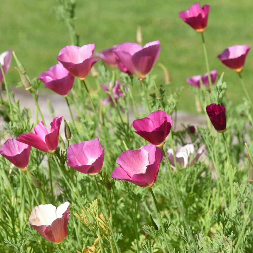 Kaliforniavalmue 'Purple Gleam' i gruppen Frø / Ettårige blomster hos Impecta Fröhandel (23620)