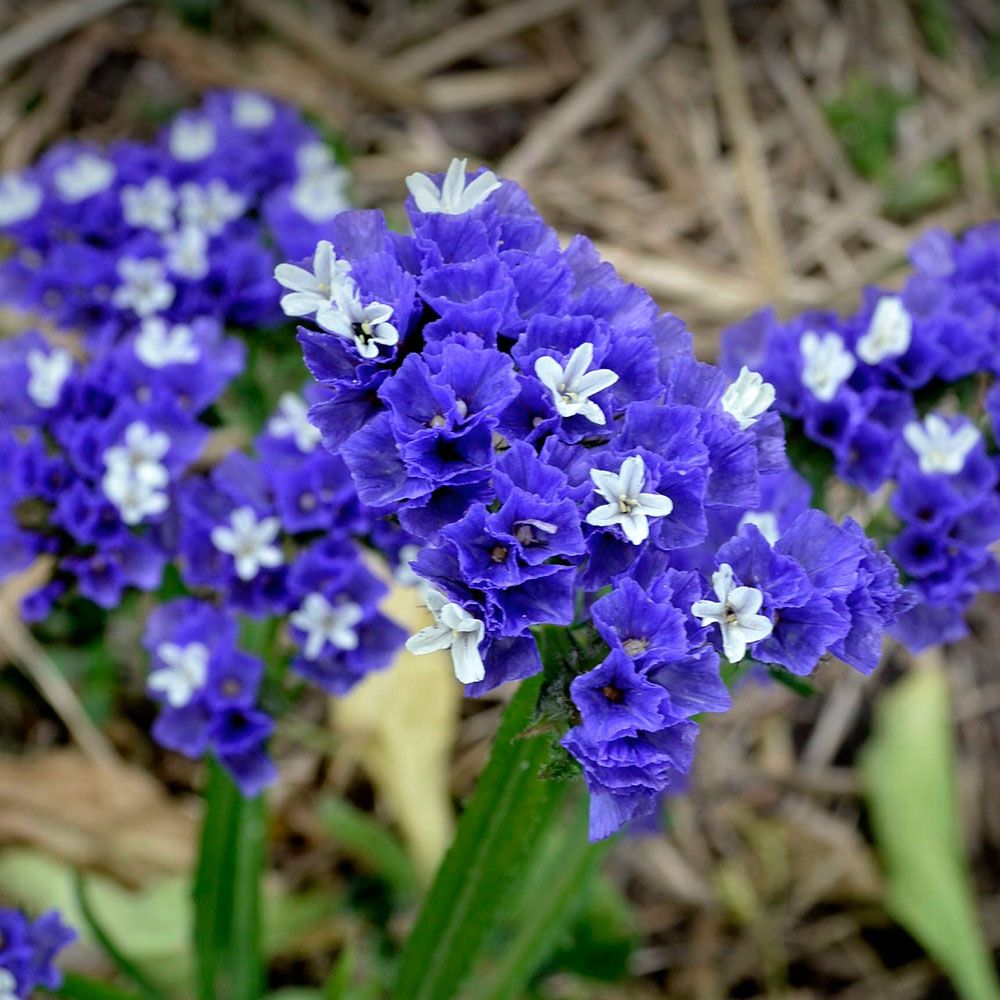 Risp 'Heavenly Blue' i gruppen Frø / Ettårige blomster hos Impecta Fröhandel (2367)